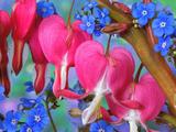 Bleeding Heart