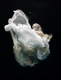 Zena Holloway