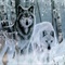 wolves