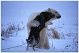 beardog2