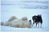 beardog5