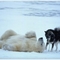 beardog5