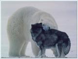 beardog3