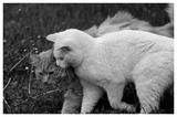 猫腻