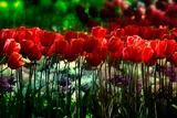 spring_garden___by_vaggelisf