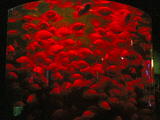 20080615(018)