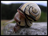 Full Metal Jacket
