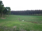 DSCI0219