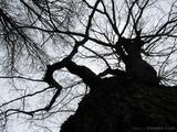 petersburg-tree7
