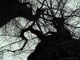 petersburg-treemix01