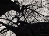 petersburg-treemix02
