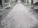petersburg-road1