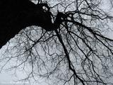 petersburg-tree5