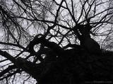 petersburg-treemix03