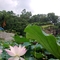 20090730288