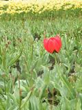 One flower