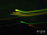 2007情人节 024副本