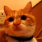 伪穿靴子的猫