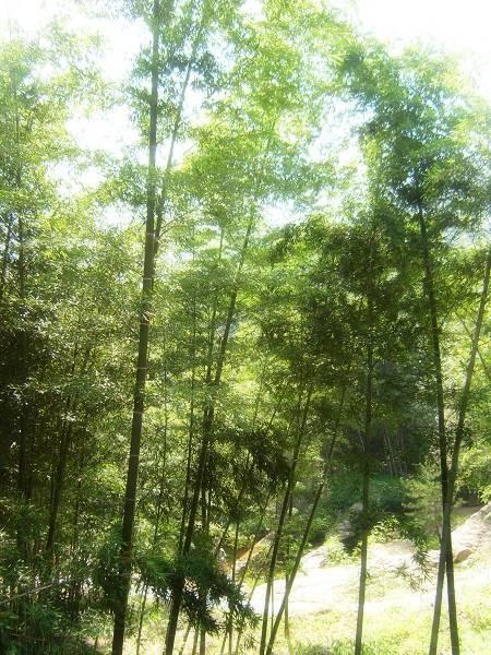large_3mmT_7387f132090
