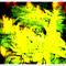 花001