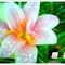 兰花02