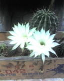 仙人球花