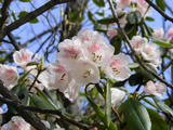DSCF0442