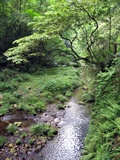 stream