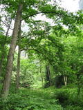 tree2