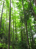 trees