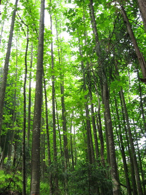 trees
