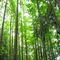 trees