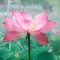 来，赏花
