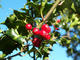 Ilex-aquifolium_(Europaeische_Stechpalme