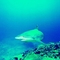 海中霸王2