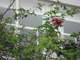 DSC00979