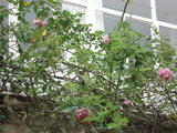 DSC00976