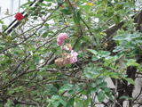 DSC00960