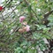 DSC00960