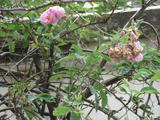 DSC00966