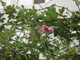 DSC00975