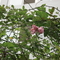 DSC00975