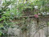 DSC00978