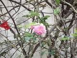 DSC00955