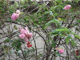 DSC01031