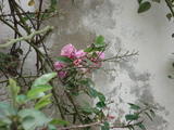 DSC00956