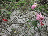 DSC00982