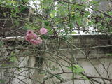 DSC00977