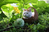 幽怨的猫叔