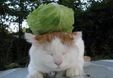系列猫咪中的一张，逗